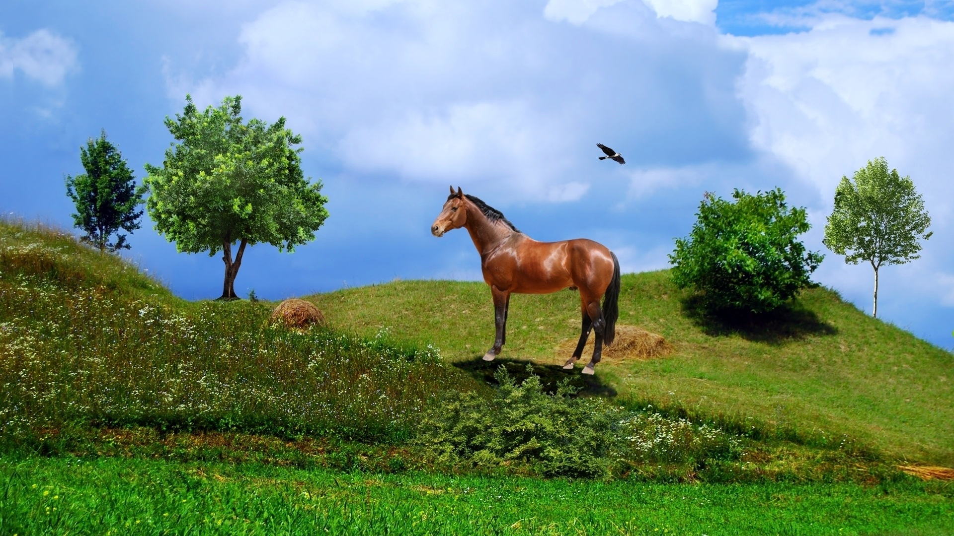 horse-bird-arara-birds-trees-vegetation-field